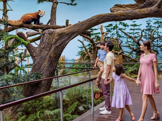 Giant Panda Forest - Red Panda