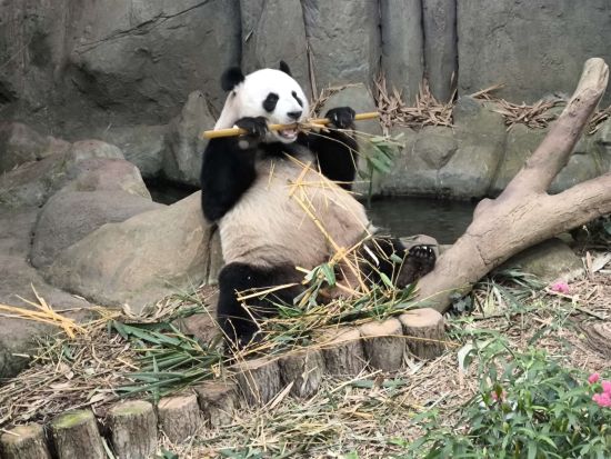 リバーワンダー＆ナイトサファリ入場チケット　可愛いパンダの後は夜の動物園へ！＜午後発／日本語ガイド／夕食付プランあり＞