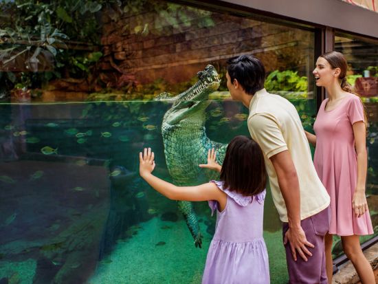 リバーワンダー＆ナイトサファリ入場チケット　可愛いパンダの後は夜の動物園へ！＜午後発／日本語ガイド／夕食付プランあり＞