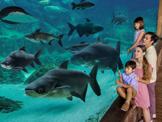 リバーワンダー＆ナイトサファリ入場チケット　可愛いパンダの後は夜の動物園へ！＜午後発／日本語ガイド／夕食付プランあり＞