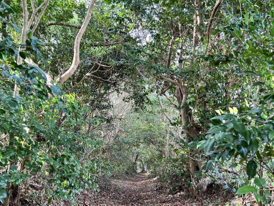五島列島ジオパーク半日ツアー 三井楽半島コース　碧い海と溶岩海岸を巡る ジオパークの認定ジオガイド・くみさんがご案内＜午前・午後／約3.5時間／福江島・五島市＞