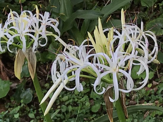 五島列島ジオパーク半日ツアー　鬼岳＆あぶんぜ溶岩海岸散策コース　ジオパークの認定ジオガイド・くみさんがご案内 ＜午前発／約2.5時間／福江島・五島市＞