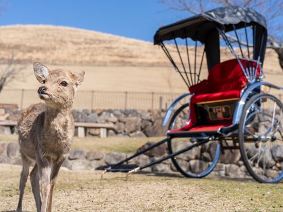 人力車で巡る奈良観光 普段とは違う非日常の世界を体感！＜最大120分／俥夫のガイド付き＞by えびす屋 奈良店