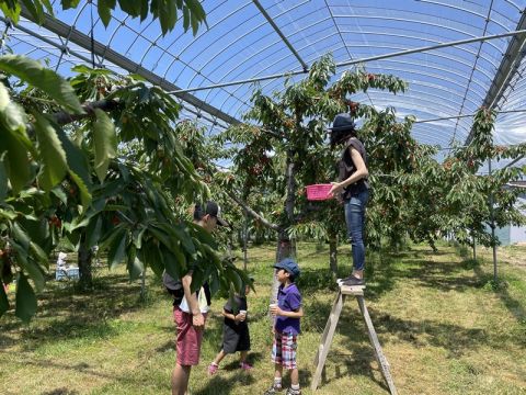 さくらんぼ狩り 佐藤錦ほか約8品種が食べ放題！屋根付きで雨の日でも楽しめる（6/21～7/31）＜お土産100g付／1時間／仁木町南町＞