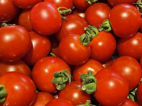ミニトマト狩り フルーツトマト、アイコの2種類が食べ放題！屋根付きで雨の日でも楽しめる（7/19～9/30）＜お土産200g付／1時間／仁木町南町＞