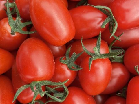 ミニトマト狩り フルーツトマト、アイコの2種類が食べ放題！屋根付きで雨の日でも楽しめる（7/19～9/30）＜お土産200g付／1時間／仁木町南町＞