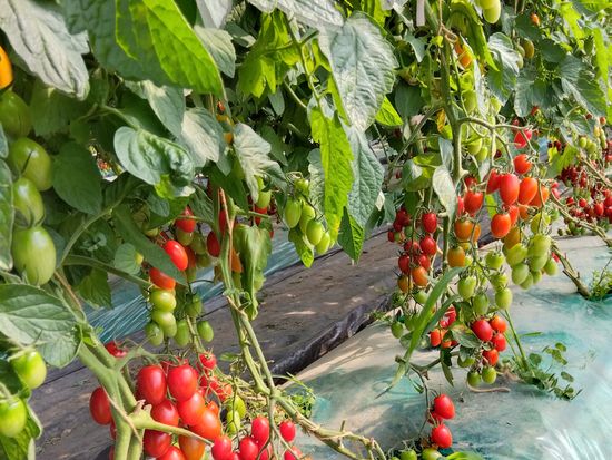 IMG_2023-08-02-15-10-33-937