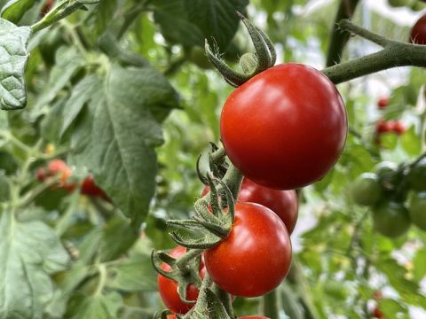 ミニトマト狩り フルーツトマト、アイコの2種類が食べ放題！屋根付きで雨の日でも楽しめる（7/19～9/30）＜お土産200g付／1時間／仁木町南町＞
