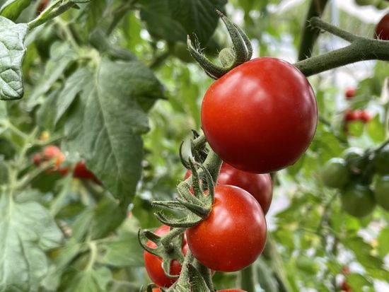 ミニトマト狩り フルーツトマト、アイコの2種類が食べ放題！屋根付きで雨の日でも楽しめる（7/19～9/30）＜お土産200g付／1時間／仁木町南町＞