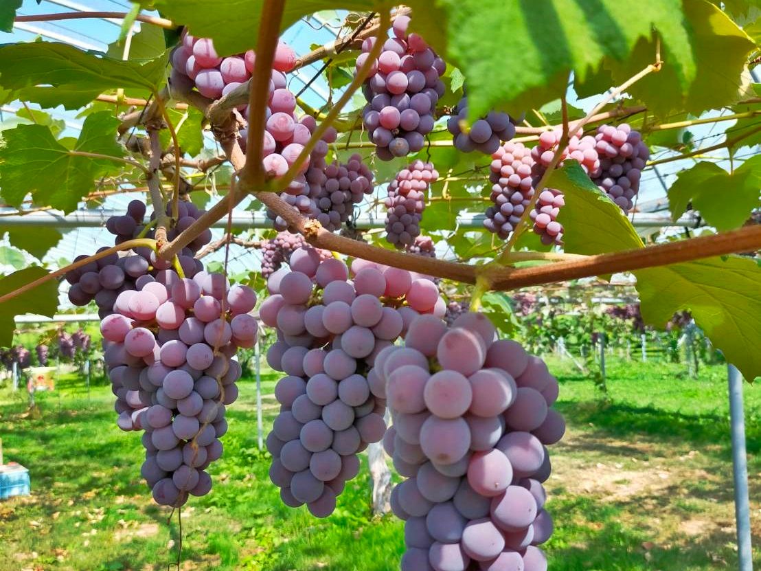 Kyoho grapes