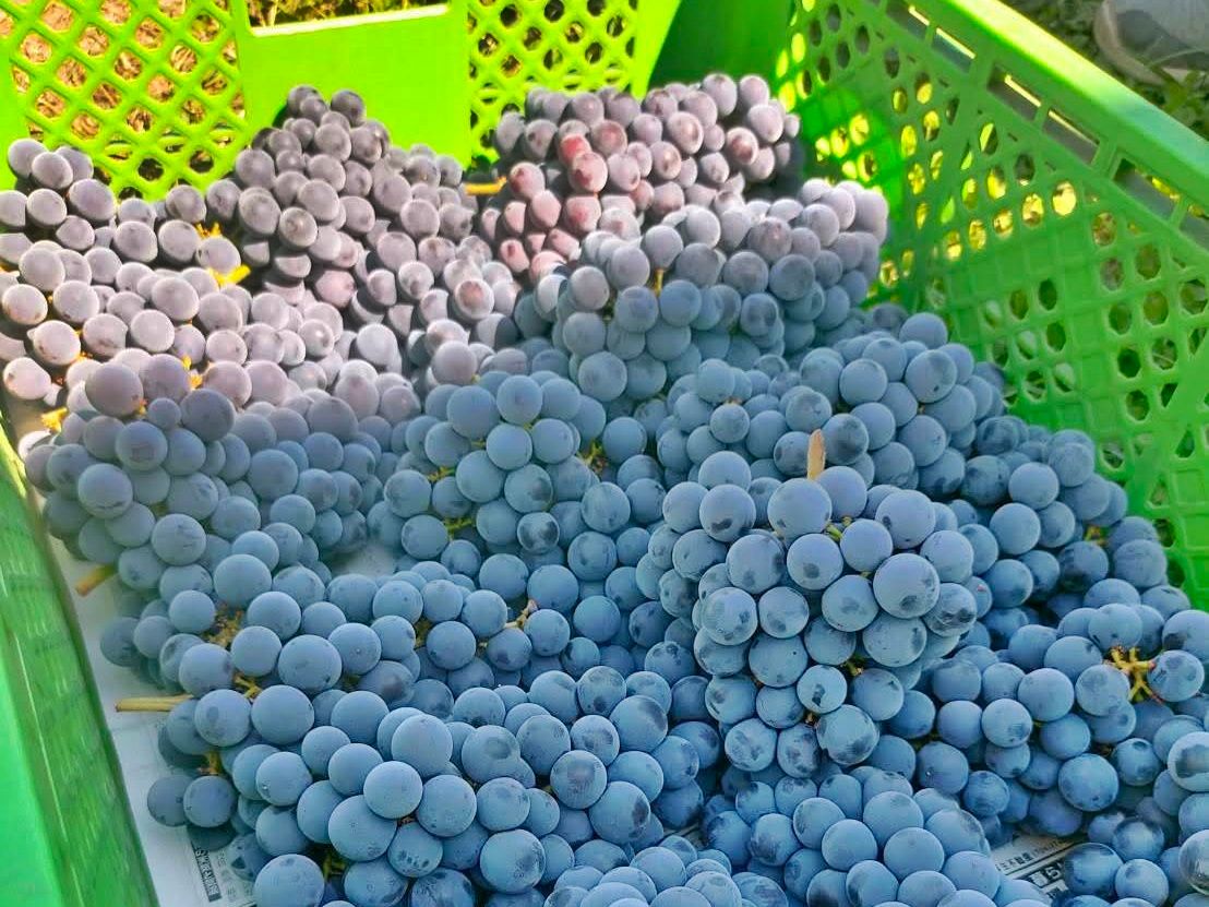 Kyoho grapes in basket