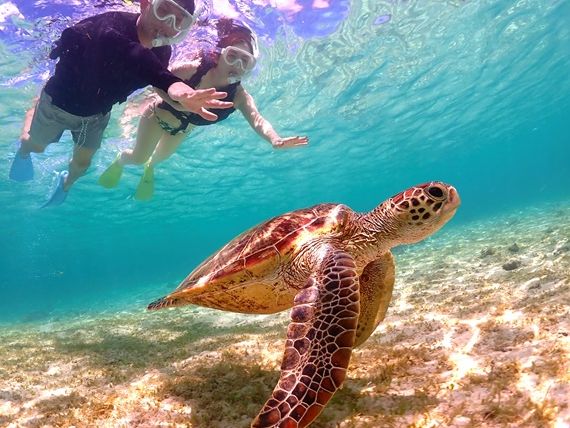 ウミガメシュノーケル 高確率でウミガメと遭遇 SNS映え間違いなし