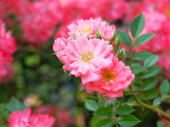 カザンラック1日観光ツアー　バラ博物館とトラキア古墳レプリカ＜貸切／日本語ガイドまたは専用車のみ／約9.5時間／ソフィア発＞