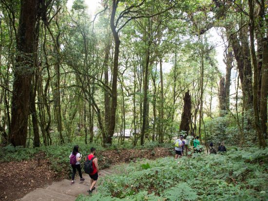 ドイ・インタノン国立公園日帰りツアー　タイ最高峰＆ツインパゴダ＆カレン族の村 ＜英語ガイド／チェンマイ発着＞