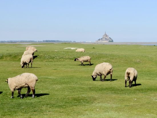 世界遺産モンサンミッシェル　うねうね水路ツアー　絶景ルートを通って草原の水路へ ＜徒歩またはサイクリング／日本語アシスタント／現地集合・解散＞*前日まで予約OK