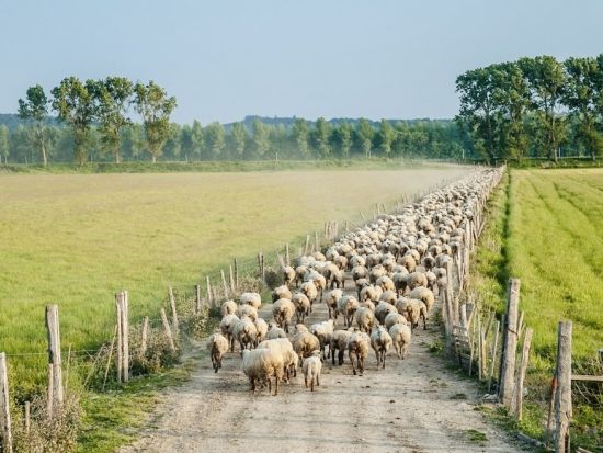 世界遺産モンサンミッシェル　うねうね水路ツアー　絶景ルートを通って草原の水路へ ＜徒歩またはサイクリング／日本語アシスタント／現地集合・解散＞*前日まで予約OK