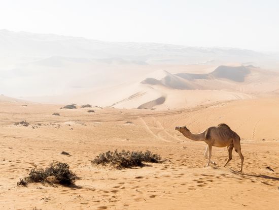 Wahiba Sands, Oman - Arisa S_Unsplash