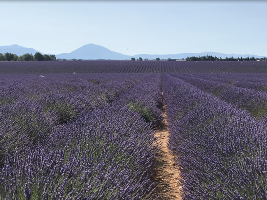 ヴァランソルのラベンダー畑＆ムスティエ・サント・マリー1日ツアー＜6～7月／貸切／日本語ドライバー／マルセイユまたはエクス・アン・プロヴァンス発＞