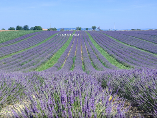 ヴァランソルのラベンダー畑＆ムスティエ・サント・マリー1日ツアー＜6～7月／貸切／日本語ドライバー／マルセイユまたはエクス・アン・プロヴァンス発＞
