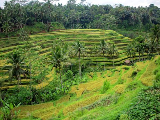 TegallalangRiceTerrace (3)