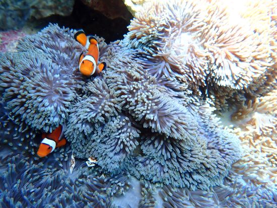 幻の島上陸＋パラセーリング＋体験ダイビングツアー 半日で楽しむ贅沢アクティビティ 絶景と海中世界を満喫！＜午前or午後／石垣島発＞