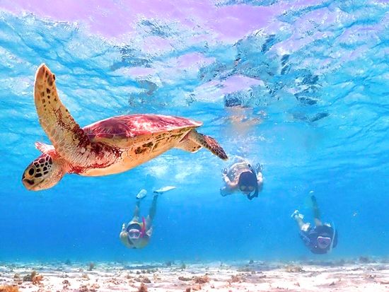 八重干瀬ダイビング | 宮古島 旅行の観光・オプショナルツアー予約