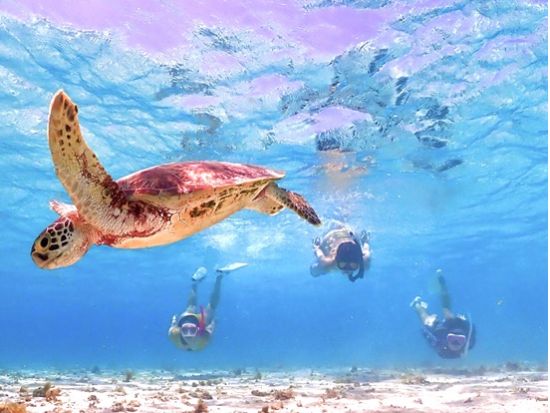 シュノーケル/スキンダイビングで日本最大級のサンゴ礁を巡るコース！八重干瀬で宮古島の海を満喫 初めての方も歓迎＜１日／宮古島＞