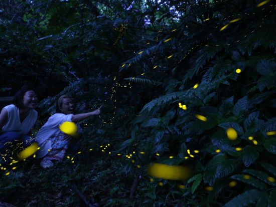 ヤエヤマヒメボタル観賞ツアー 星空が地上に降りたかのような美しさです♪石垣島で幻想的な光の舞を間近で観賞するプラン＜1時間半／石垣島＞