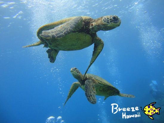 ウミガメシュノーケリング　ワイキキ沖のウミガメポイントへ！水中写真データ付き　ワイキキ送迎可＜午前または午後／3時間／日本語／ケワロ湾発＞by ブリーズハワイ