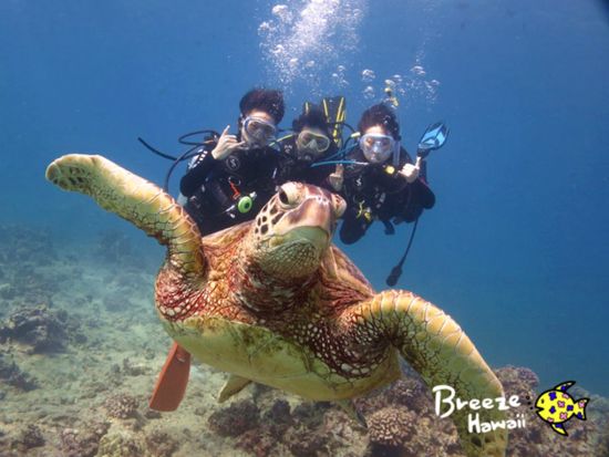 体験ダイビング　ダイヤモンドヘッド近くのカイマナビーチやワイキキ沖のウミガメポイントでダイブ！＜ビーチまたはボート／1～2ダイブ／日本語＞by ブリーズハワイ