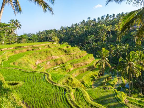 Tegallalang_Rice terrace_shutterstock_236578609