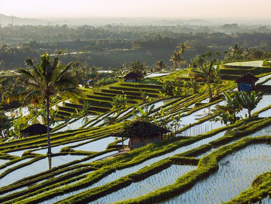 Indonesia_Bali_Jatiluwih_shutterstock_514805941