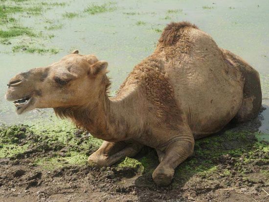 ナイトサファリ3