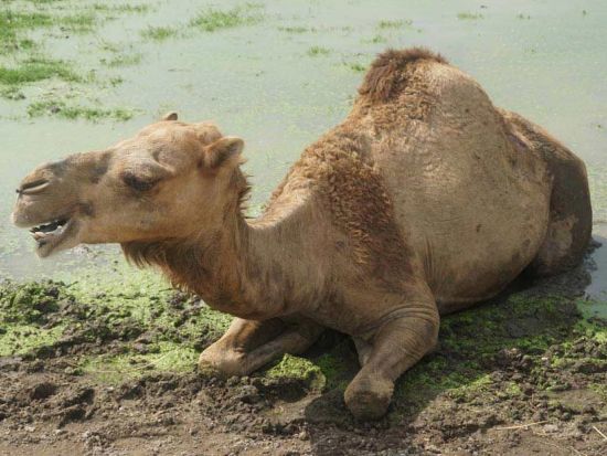 【貸切】バンコク サファリワールド半日観光ツアー　キリンの餌やり体験付き ＜午後／日本語ガイド＞