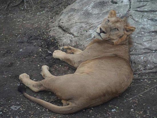 ナイトサファリ1