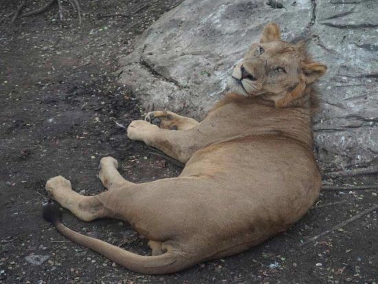 【貸切】バンコク サファリワールド半日観光ツアー　キリンの餌やり体験付き ＜午後／日本語ガイド＞