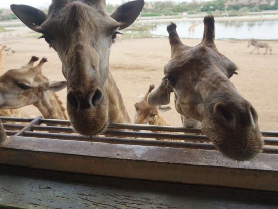【貸切】バンコク サファリワールド半日観光ツアー　キリンの餌やり体験付き ＜午後／日本語ガイド＞