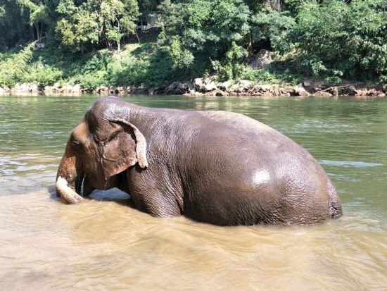 カンチャナブリ日帰りツアー　クウェー川鉄橋＋エレファントキャンプ＋エラワンの滝＜日本語ガイド／昼食付き／バンコク発＞