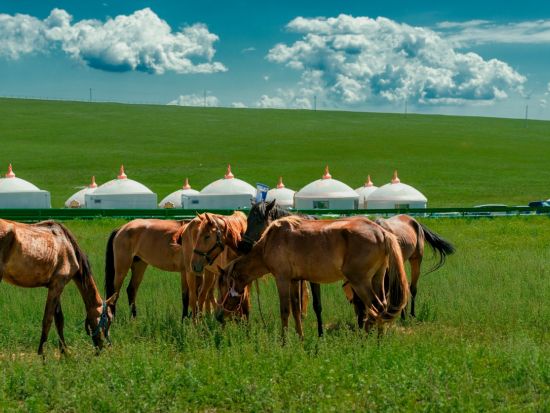 【5～10月限定の週末プラン】上海発 内モンゴル泊2日間 ゲル宿泊体験！シラムレン大草原＋クブチ砂漠の娯楽施設を全網羅＜日本語ガイド・往復航空券付・混載無＞