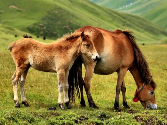 【5～10月限定】上海発 内モンゴル2泊3日ツアー シラムレン大草原＋クブチ砂漠＋フフホト観光＜日本語ガイド／ゲル1泊＋ホテル1泊・往復航空券付＞