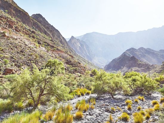 shutterstock_2540618299