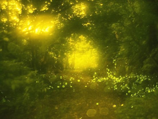 【3～5月限定】ヤエヤマヒメボタル鑑賞ツアー 西表島の夜を彩る神秘的な光のショーを堪能！ ＜上原地区ホテル送迎可／西表島＞