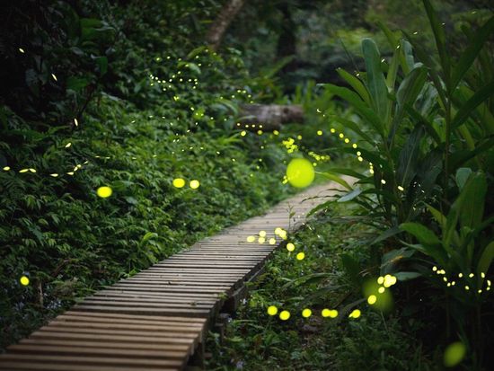 ホタルツアー.jpg のコピー (1)