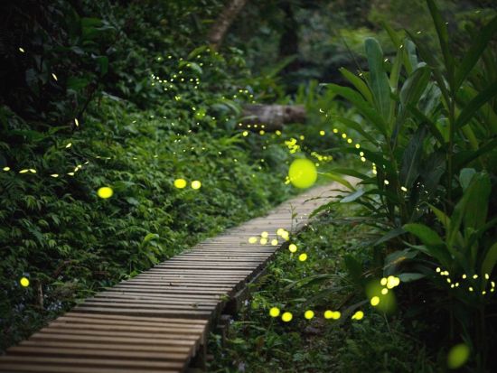 【3～5月限定】ヤエヤマヒメボタル鑑賞ツアー 西表島の夜を彩る神秘的な光のショーを堪能！ ＜上原地区ホテル送迎可／西表島＞