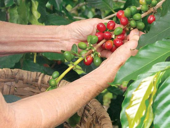 kailani_coffeefarm01