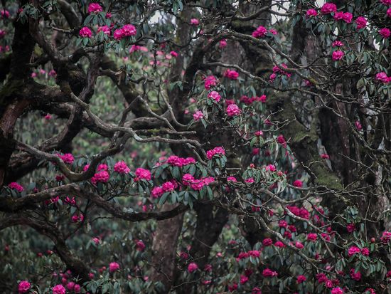 Blooming Rhododendron tree in the Himalayan village Ghorepani (Poon Hill)