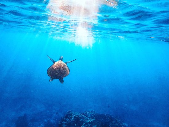 SUP＆ウミガメシュノーケリング 宮古ブルーの海で特別な体験を！初心者歓迎＆思い出写真を無料でプレゼント♪＜半日／宮古島＞