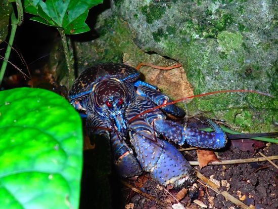 宮古島ナイトツアー 満天の星空とたくさんの動物を見つけに行こう 年齢制限なしで小さなお子様からシニアまで大歓迎＜約1時間／宮古島＞