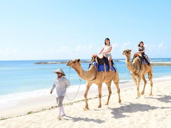 キャメルサファリ　ラクダに乗ってプライベートビーチを散歩　スパトリートメント付きプランあり＜英語／ヒルトン・バリ／バリ島内シャトル乗り放題付き＞