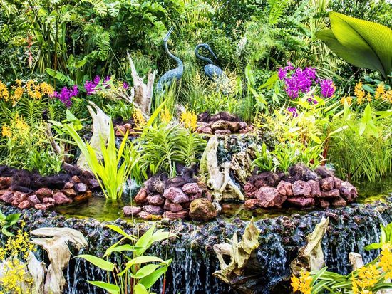 シンガポール植物園6